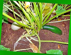  растение кабачок